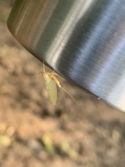 Stenacron interpunctatum heterotarsale