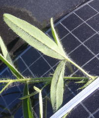 Argyrolobium pauciflorum