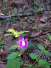 Scutellaria dumetorum