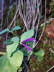 Scutellaria dumetorum