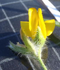 Argyrolobium pauciflorum