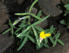 Argyrolobium pauciflorum