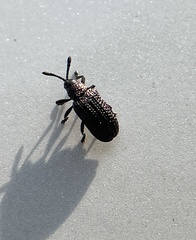 Microrhopala excavata