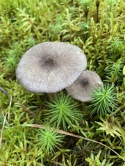 Entoloma violaceum