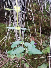 Scutellaria dumetorum