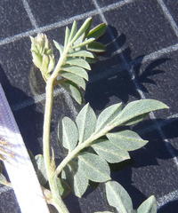 Indigofera alternans