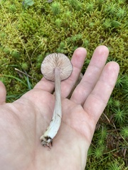 Entoloma violaceum