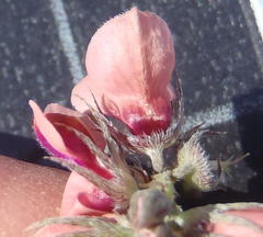 Indigofera alternans