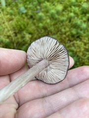 Entoloma violaceum