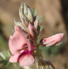 Indigofera alternans