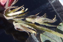 Indigofera alternans