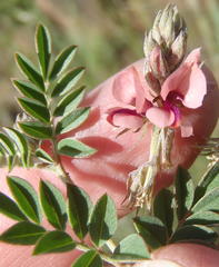 Indigofera alternans