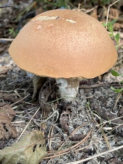 Leccinum vulpinum