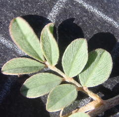 Indigofera alternans