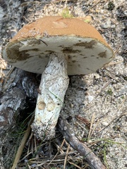 Leccinum vulpinum