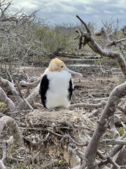 Fregata minor ridgwayi