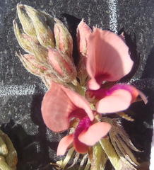 Indigofera alternans