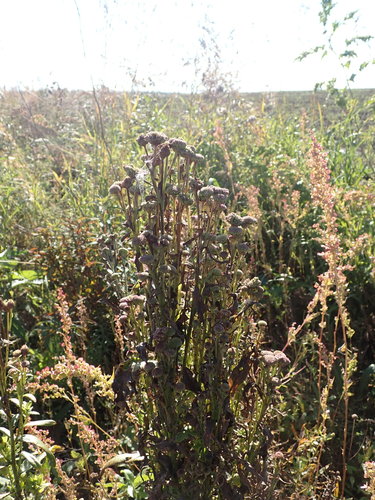 Cirsium setosum iNat (3)