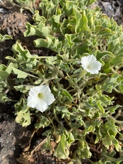 Exodeconus miersii