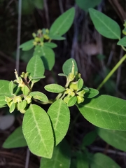 Euphorbia macropus