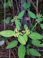 Euphorbia macropus