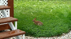 Sylvilagus floridanus