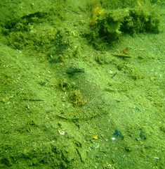 Favonigobius lateralis