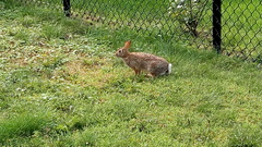 Sylvilagus floridanus