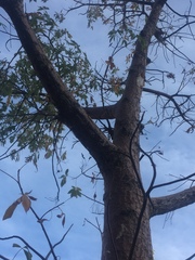 Adansonia gregorii