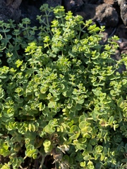 Euphorbia amplexicaulis