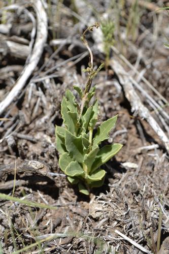 Ceropegia multiflora ssp. multiflora