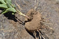 Ceropegia multiflora multiflora