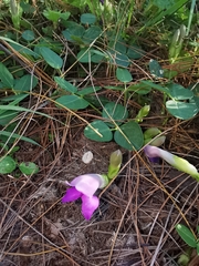 Phaseolus pauciflorus