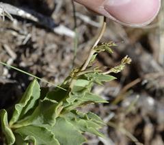Ceropegia multiflora multiflora