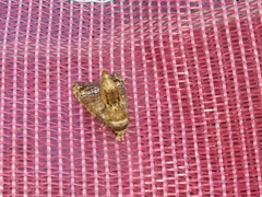 Chlumetia transversa