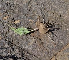 Ceropegia multiflora multiflora