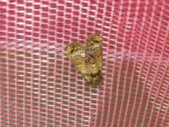 Chlumetia transversa