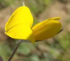 Argyrolobium pauciflorum