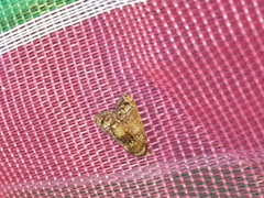 Chlumetia transversa