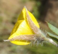 Argyrolobium pauciflorum