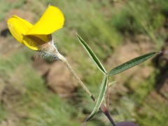 Argyrolobium pauciflorum