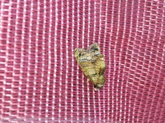 Chlumetia transversa
