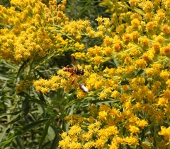 Meromacrus gloriosus