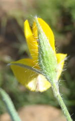 Argyrolobium pauciflorum