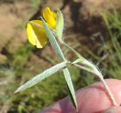 Argyrolobium pauciflorum