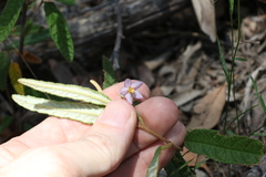 Seringia corollata