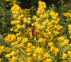 Meromacrus gloriosus