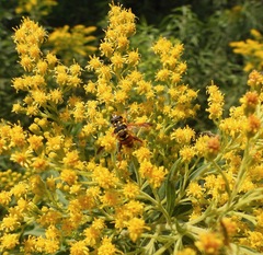 Meromacrus gloriosus