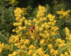 Meromacrus gloriosus