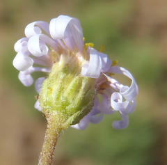 Felicia muricata muricata